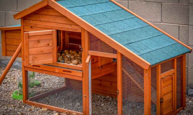 Owning A Chicken Coup