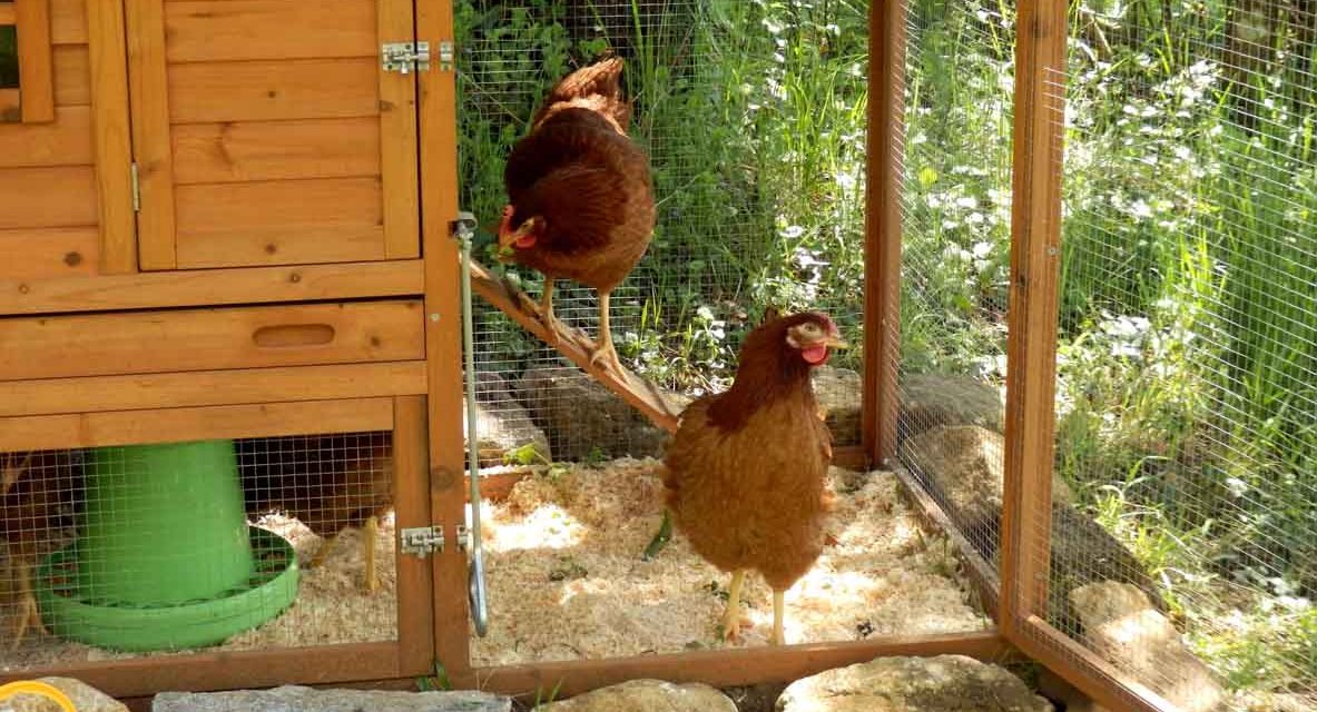 What Size Chicken Coop is Best?