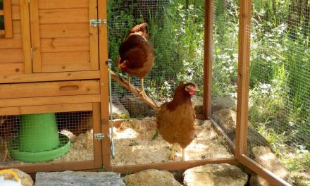 What Size Chicken Coop is Best?