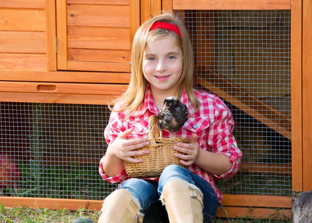 Extremely Rare Chicken Breeds and Kids Chicken Coops