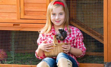 The Best Chicken Coops for Kids