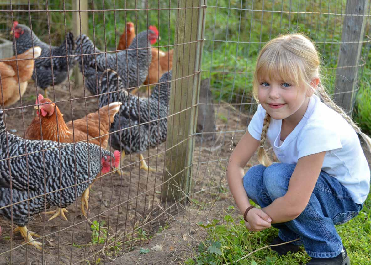 Chicken Coops, Chicken Breeds, Chickens