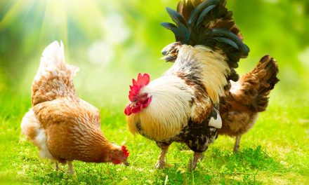 Extremely Rare Chicken Breeds?