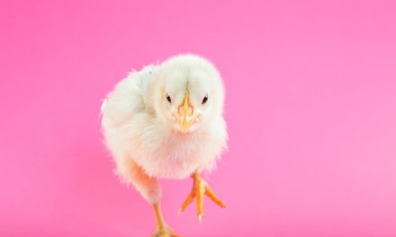 Raising Baby Chicks For Beginners