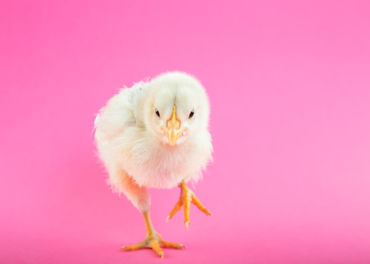 Chicken coops and looking after chicks