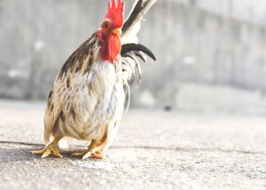 What are the best laying hens for beginners in chicken coops