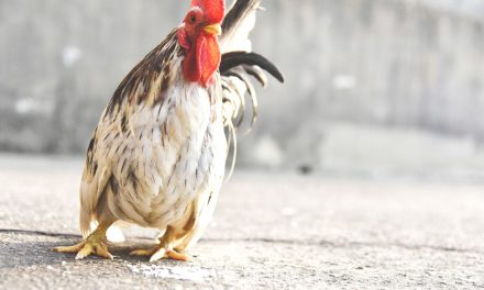 Gentle Chicken Breeds