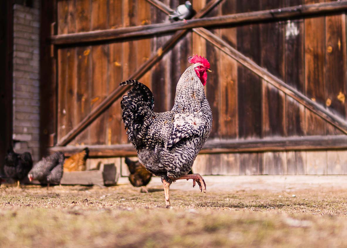 where to place a new chicken coop