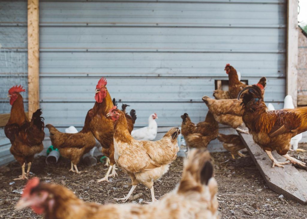 What Size Chicken Coop is Best to buy