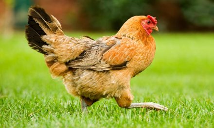 Where Should You Put Your Chicken Coop?