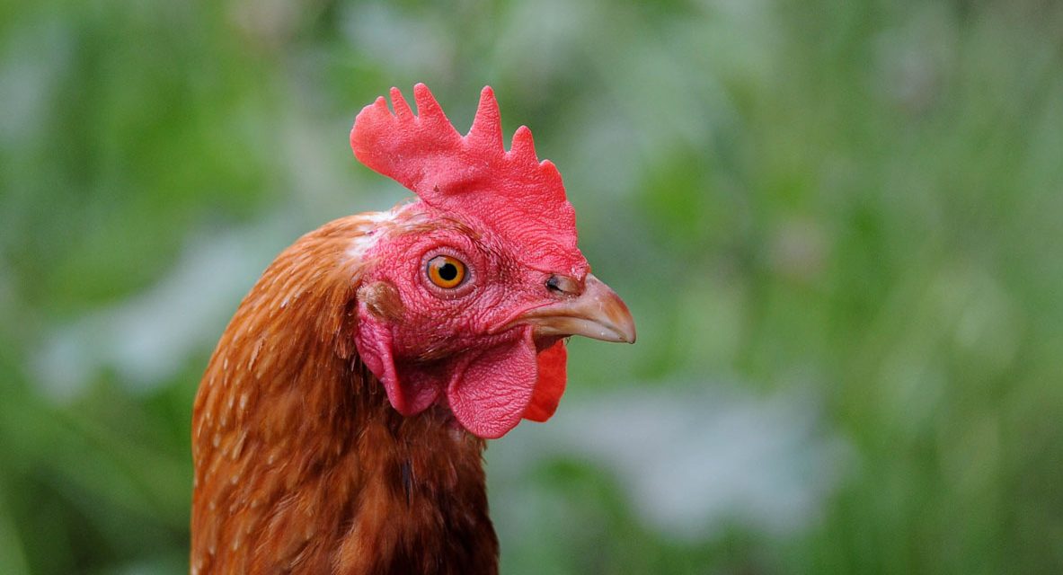 Children’s Playhouse Chicken Coop