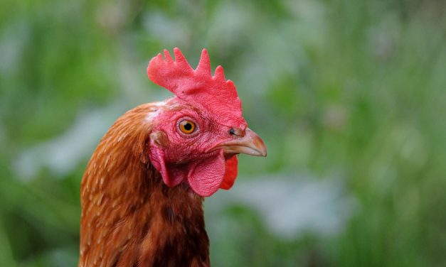 Children’s Playhouse Chicken Coop