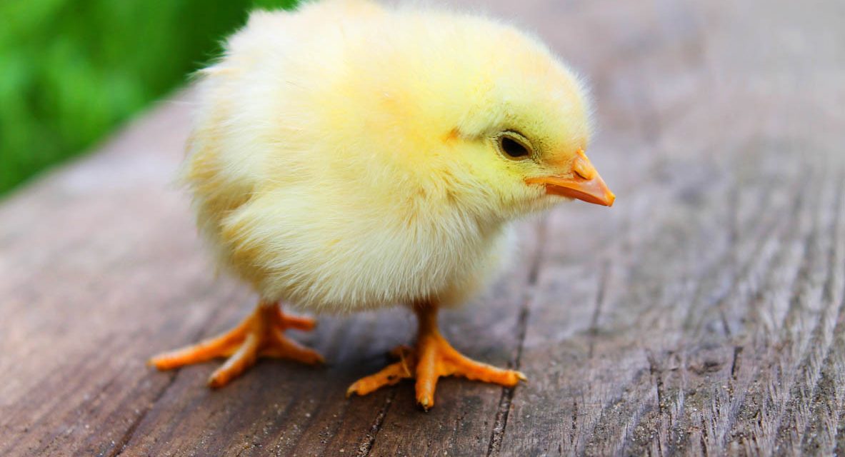 What Can You Feed Baby Chicks?