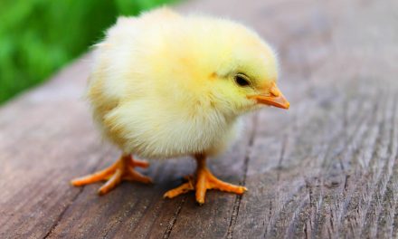 What Can You Feed Baby Chicks?