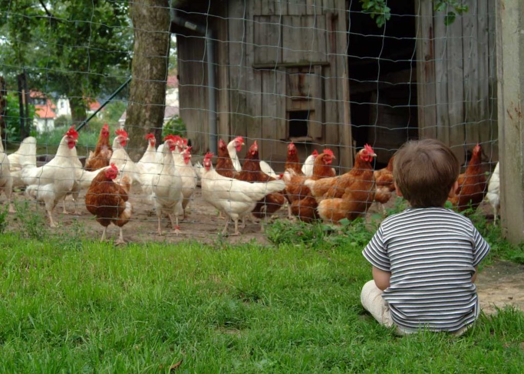 Chicken Coops, Chicken Breeds