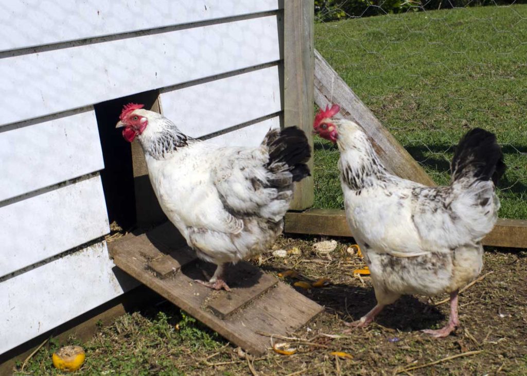 What are the best laying hens for beginners