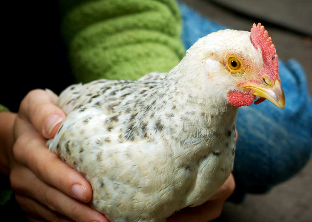 where to place a chicken coop with a white chicken