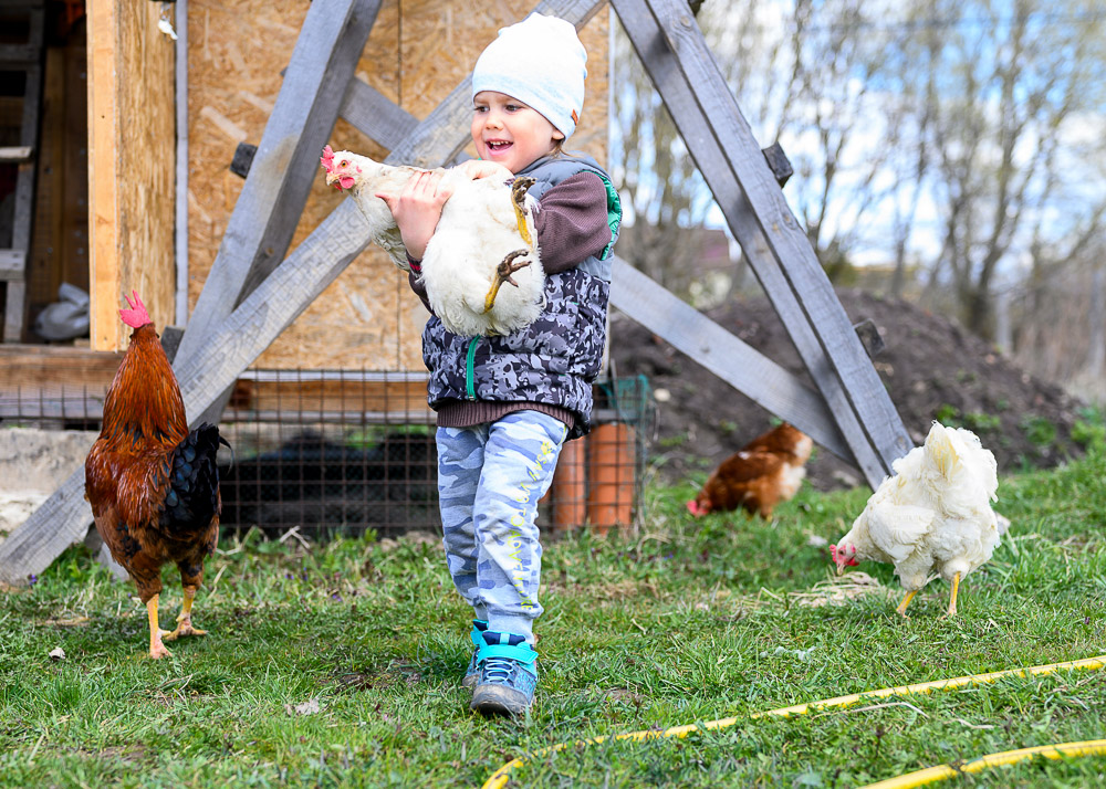 Calmest Chicken Breeds