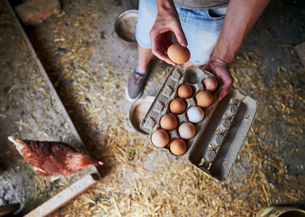 Chicken Nesting Boxes With Egg Drop