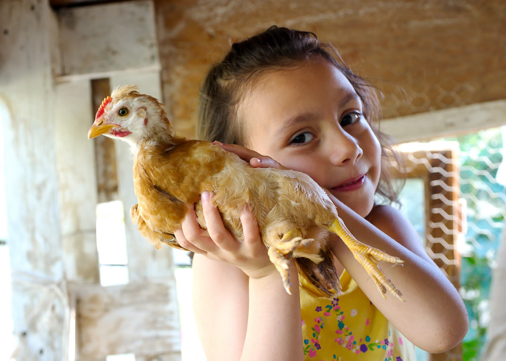 Most Friendly Chicken Breeds