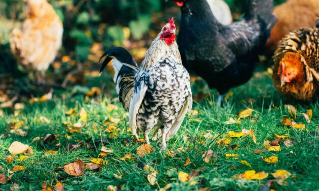 Backyard Chicken House Designs