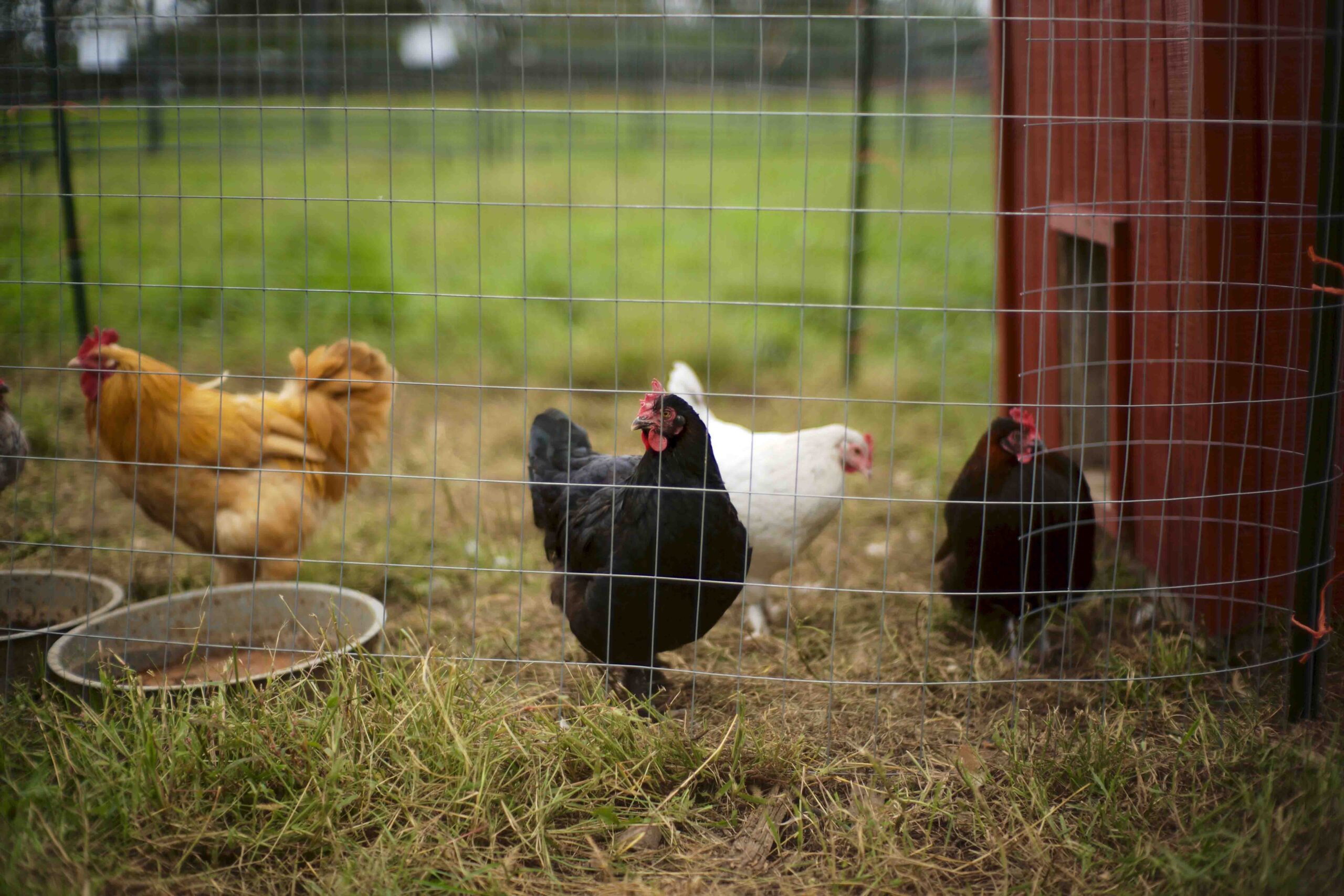 Where to place a Chicken Coop