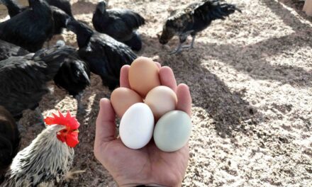 Highest Egg Laying Chicken Breeds