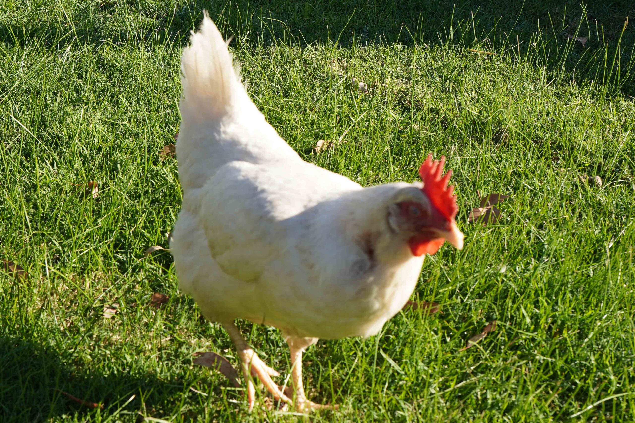 chicken temperament