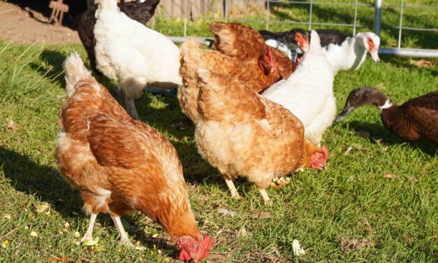 Good Chicken Breeds for Beginners