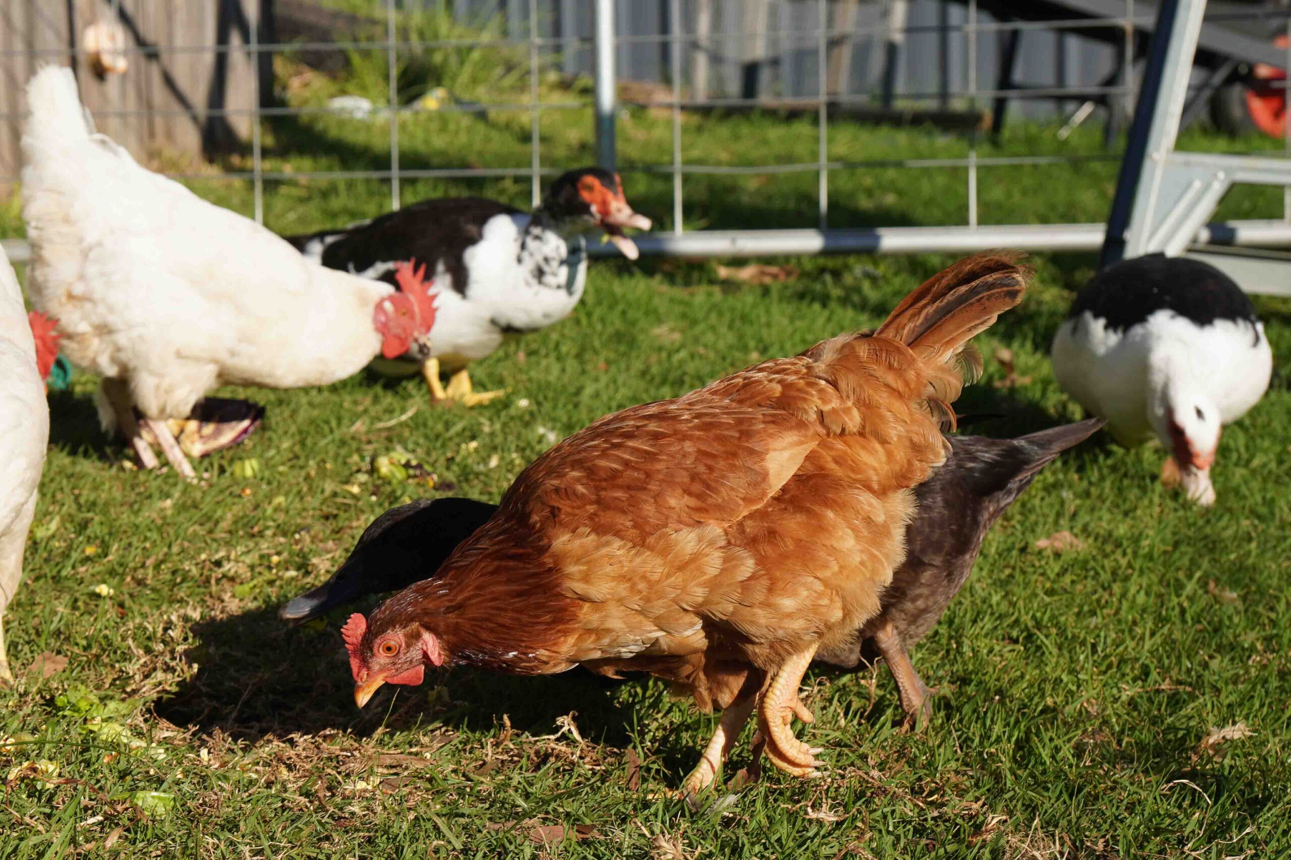 How To Keep Chickens In Your Yard