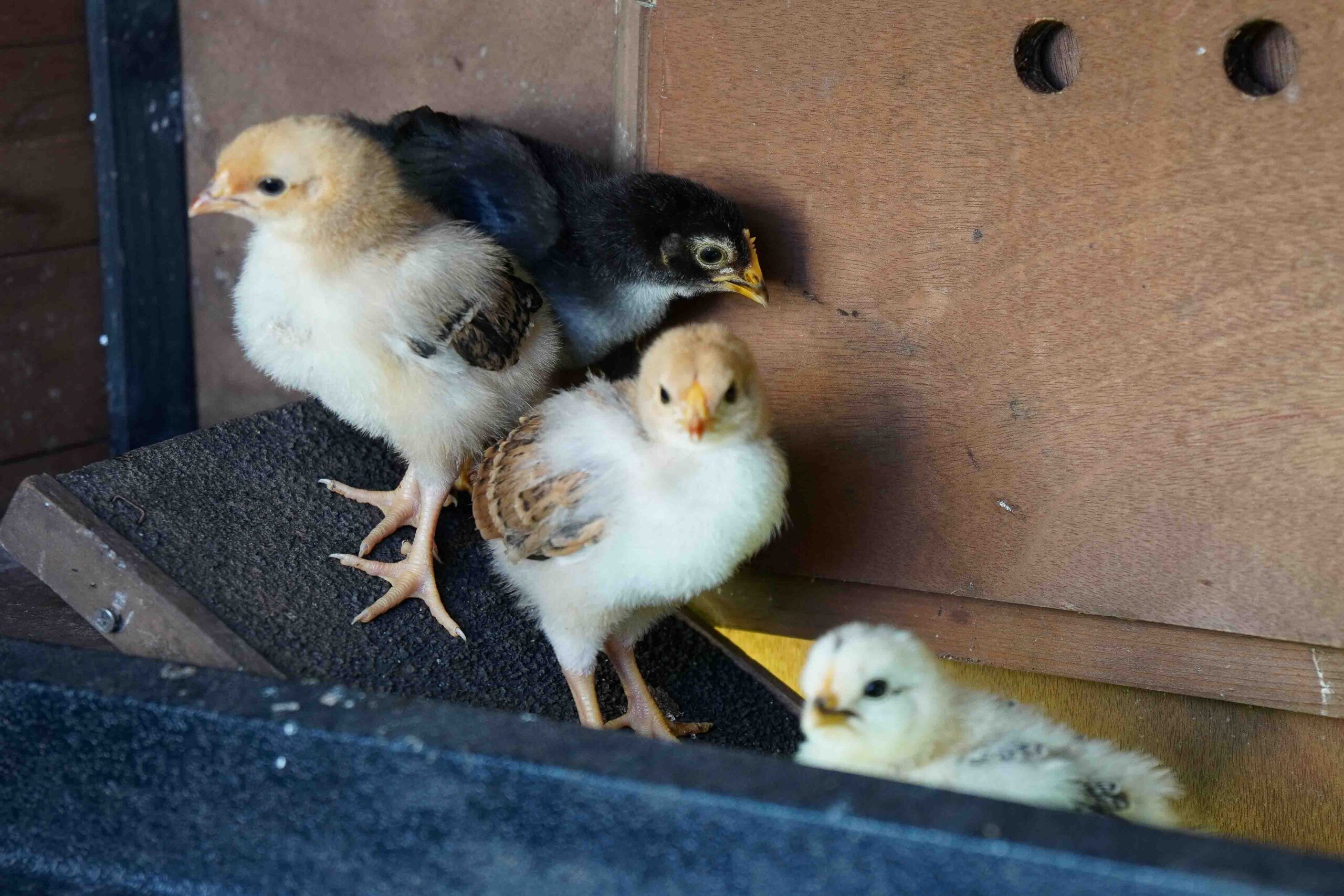 Kids Chicken Coops for chicks