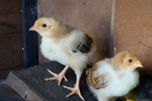 What Can You Feed Baby Chicks