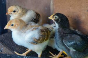 What Can You Feed Baby Chicks