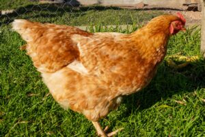 Portable Chicken Coop